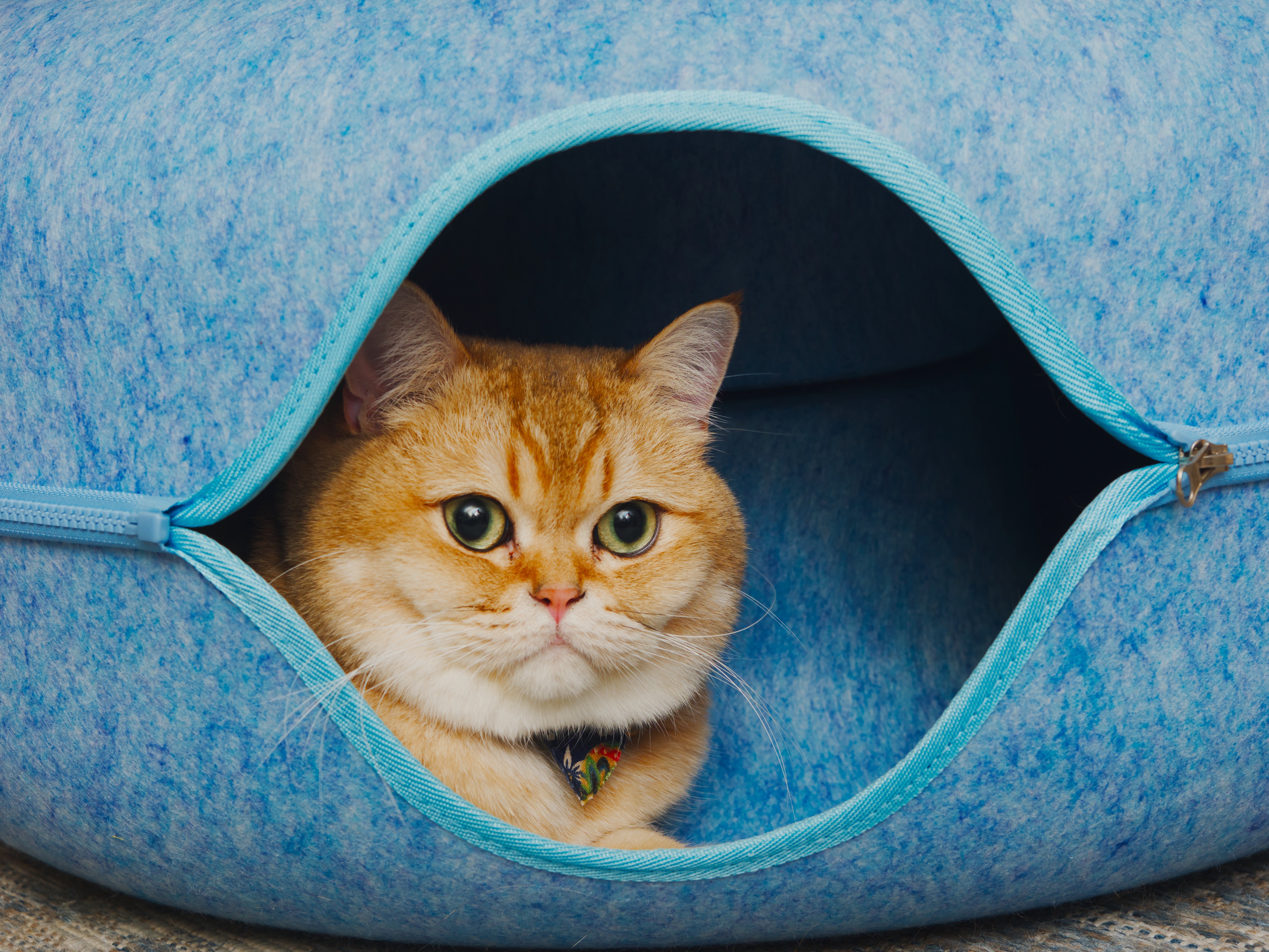 An orange cat with bright green eyes peers out from inside a blue felted cat tunnel.