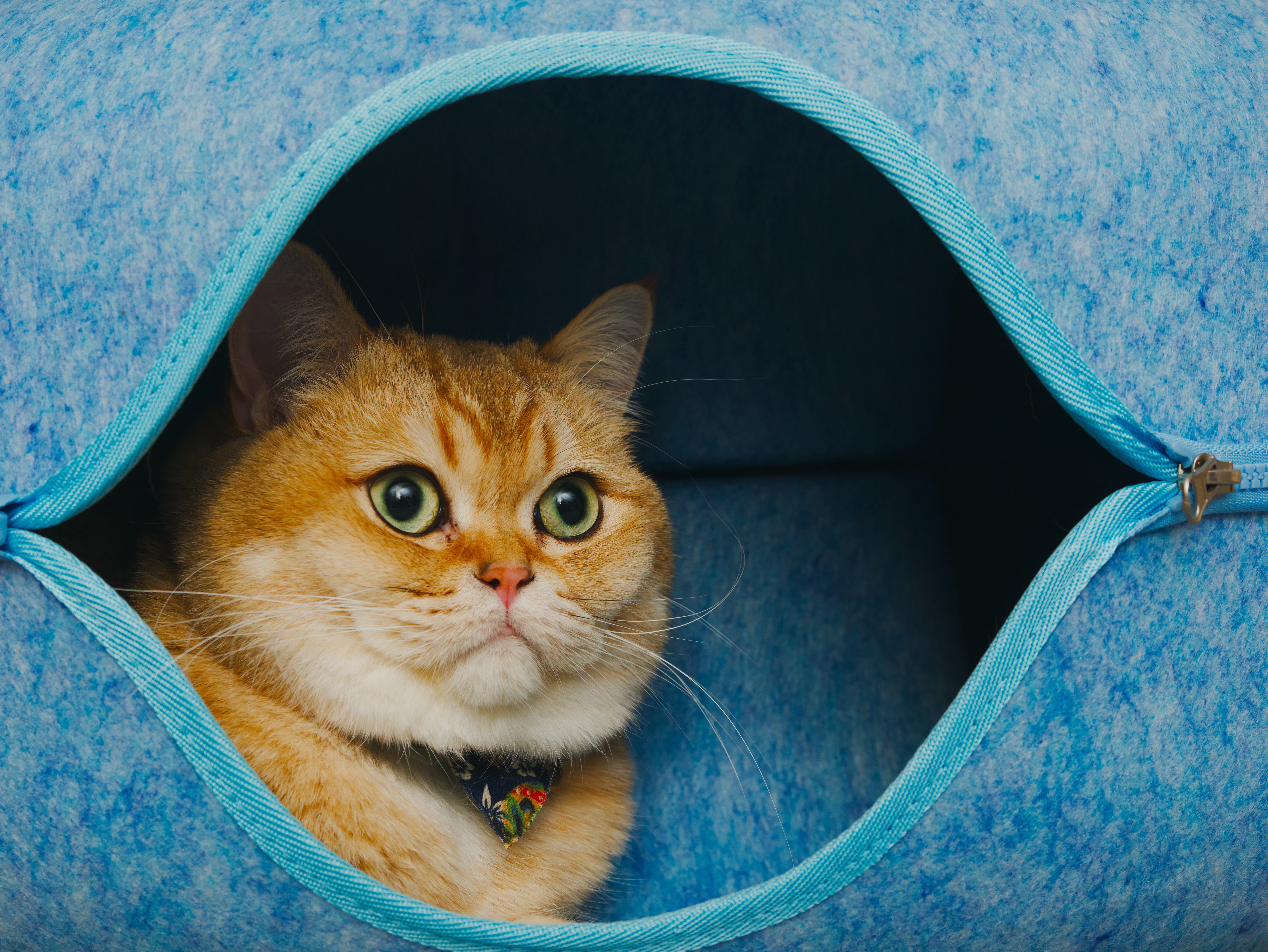 An orange cat with wide green eyes peeks out from inside a blue felted cat tunnel.
